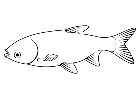 Silver Carp (Hypophthalmichthys Molitrix) Coloring Page